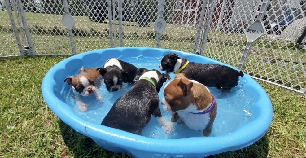 Boston Terrier Puppies breeder image 6