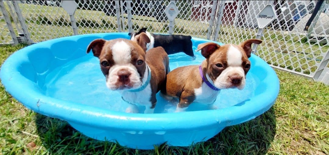 Boston Terrier Puppies breeder image 7