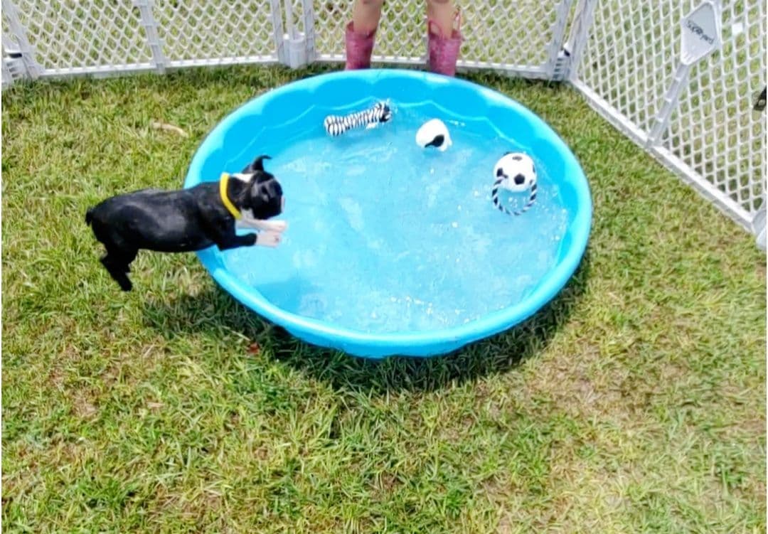 Boston Terrier Puppies breeder image 10
