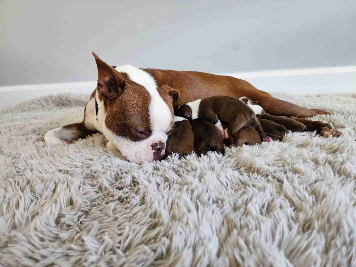 Boston Terrier Puppies breeder image 11