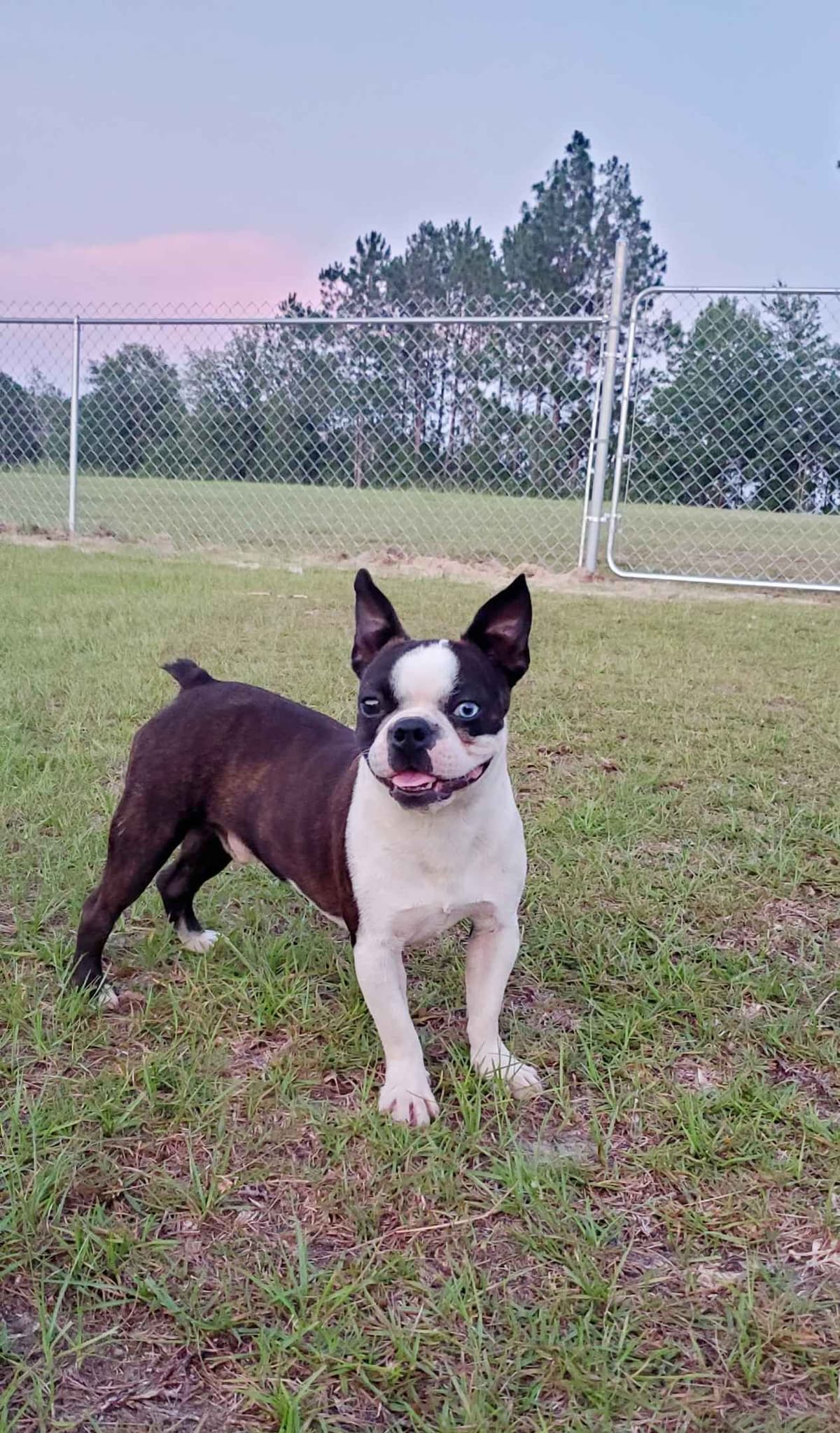 Boston Terrier Puppies breeder image 12