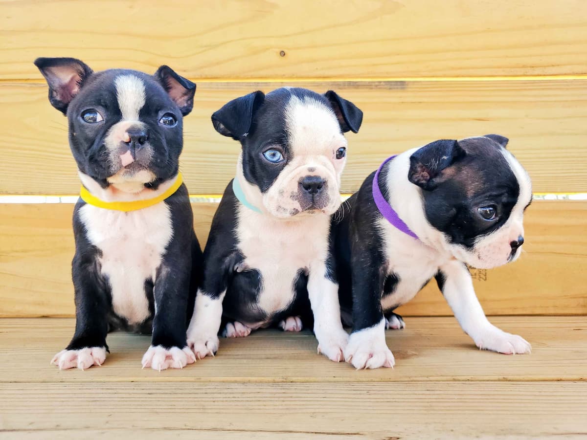 Boston Terrier Puppies breeder image 14