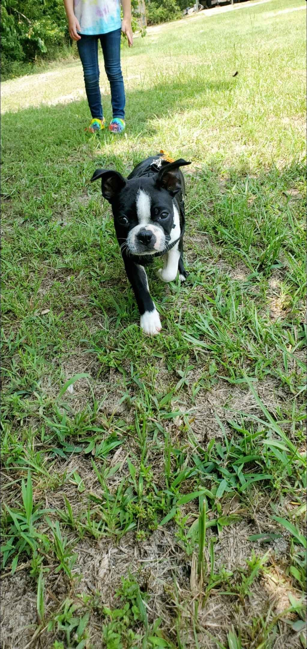 Boston Terrier Puppies breeder image 15