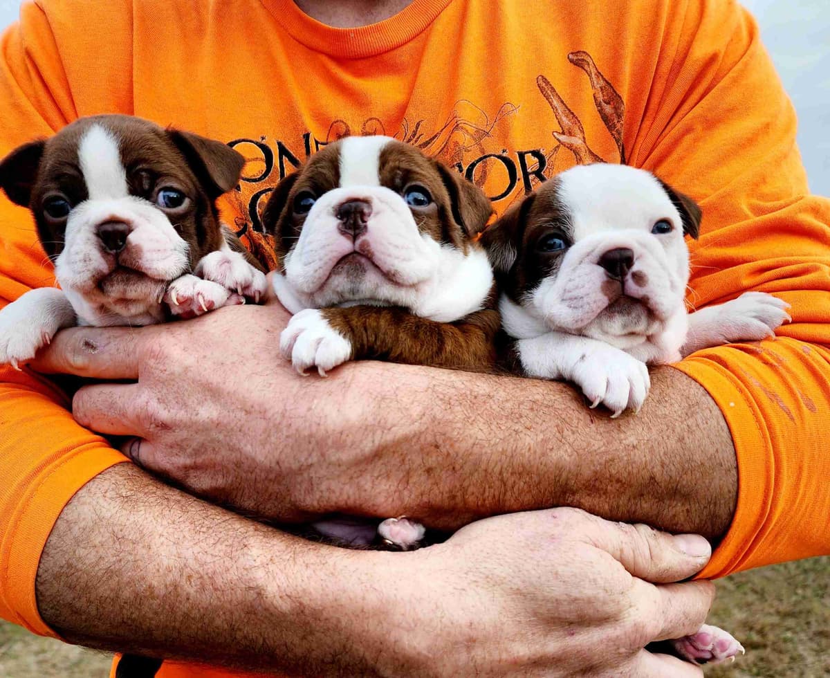 Boston Terrier Puppies breeder image 17