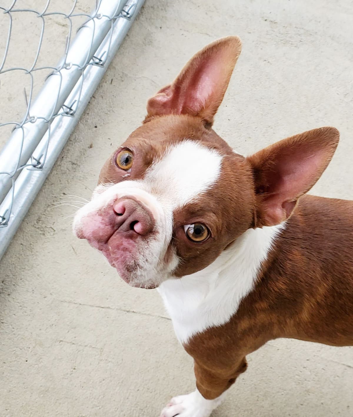 Boston Terrier Puppies breeder image 16