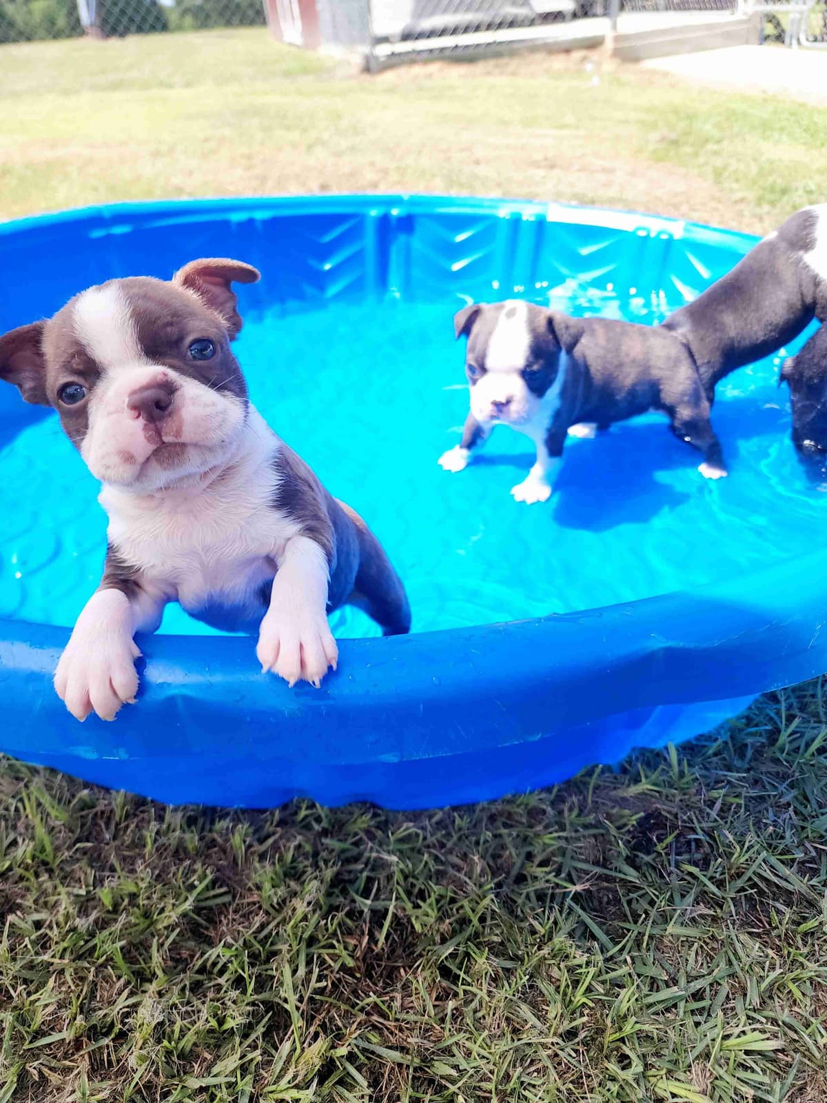 Boston Terrier Puppies breeder image 20