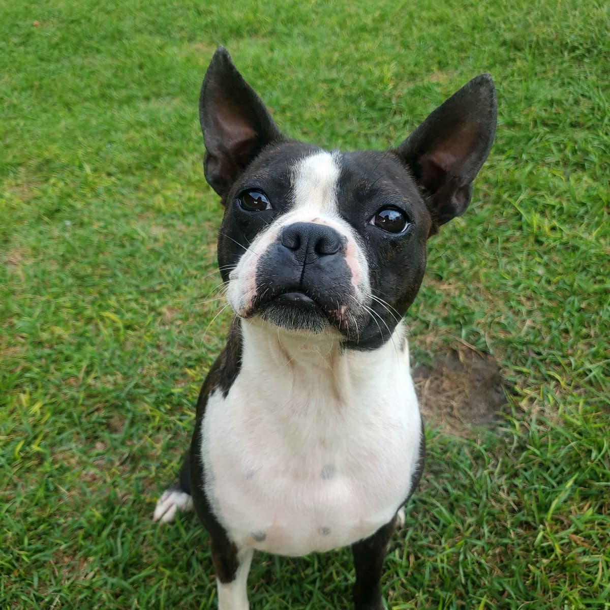 Boston Terrier Puppies breeder image 22