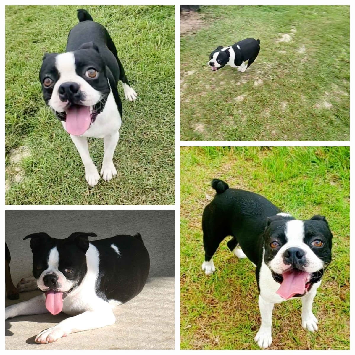 Boston Terrier Puppies breeder image 23