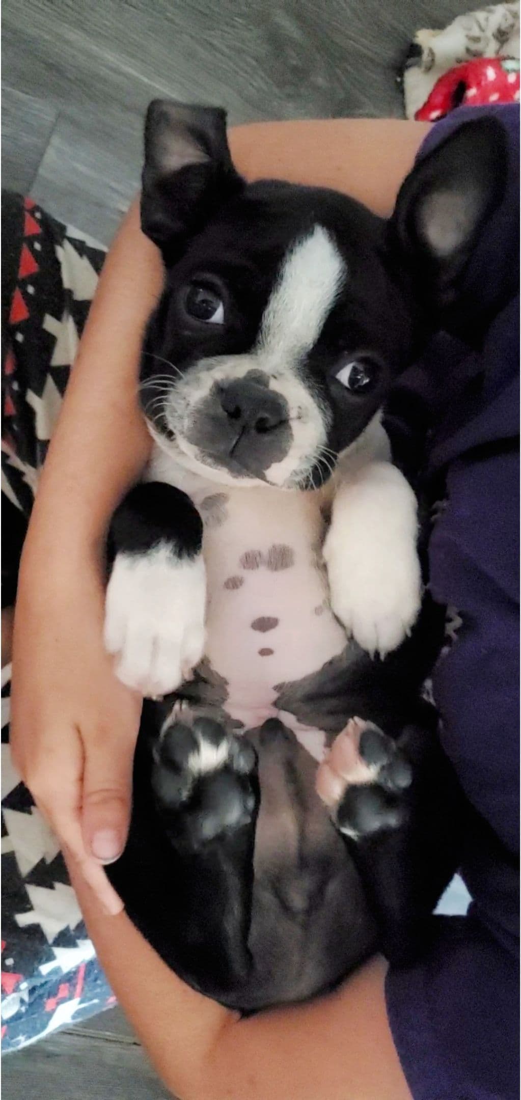 Boston Terrier Puppies breeder image 24
