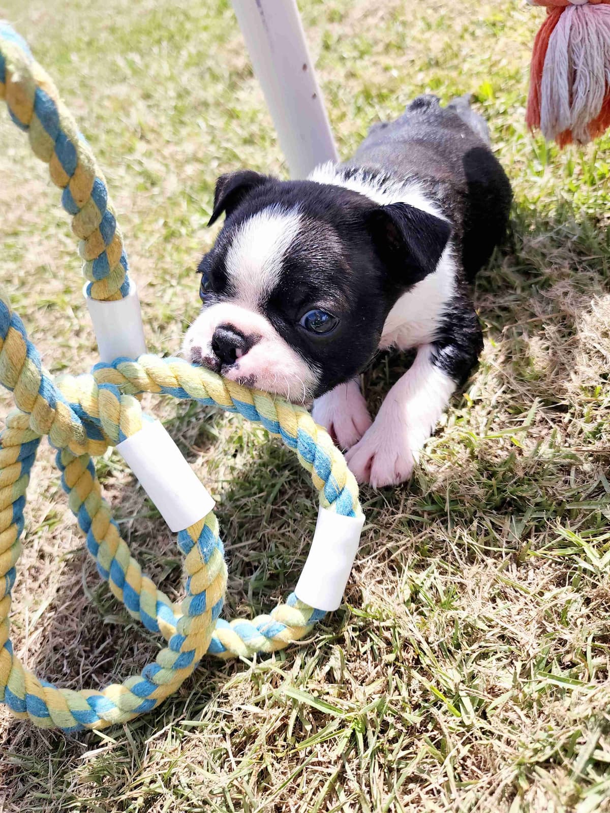 Boston Terrier Puppies breeder image 26