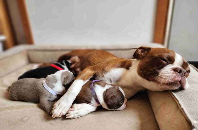 Boston Terrier Puppies media 3