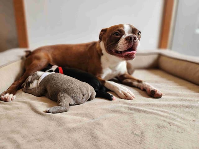 Boston Terrier Puppies media 2