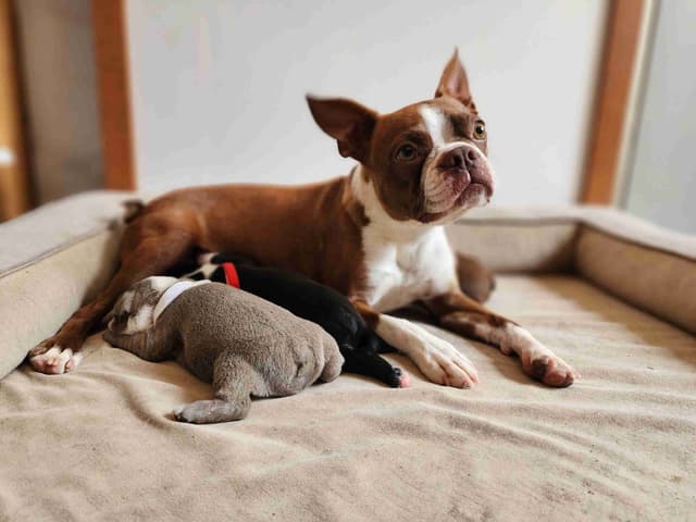 Boston Terrier Puppies media 4