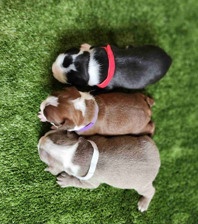 Boston Terrier Puppies media 5