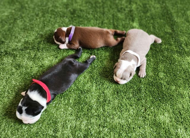 Boston Terrier Puppies media 6