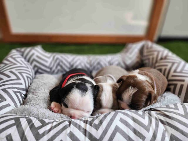 Boston Terrier Puppies media 7