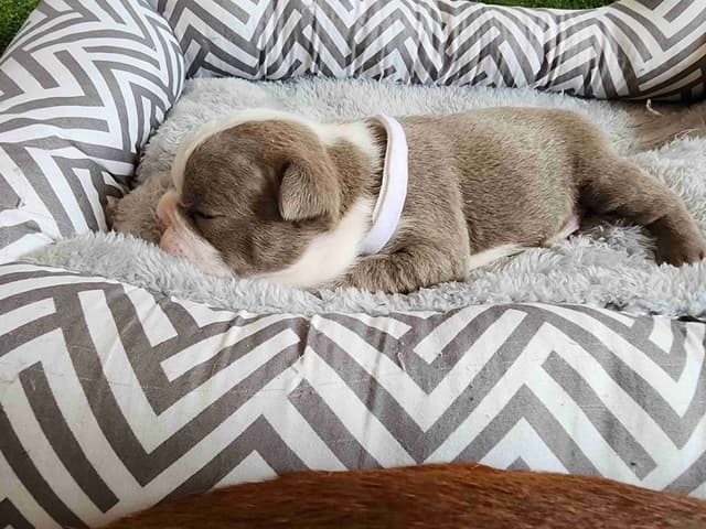 Boston Terrier Puppies media 12