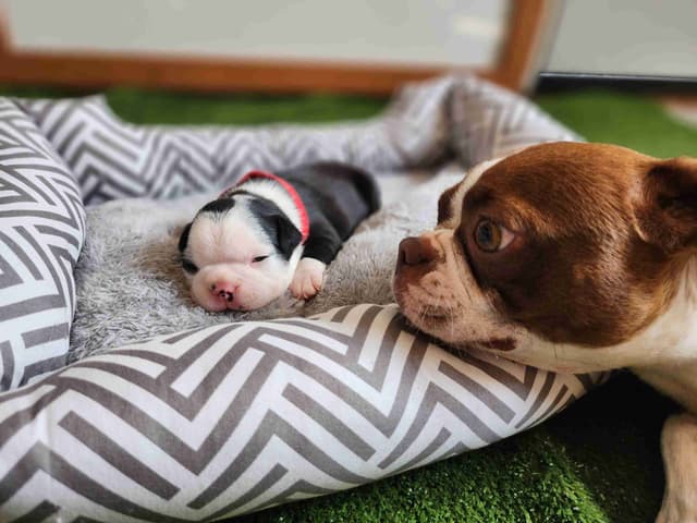 Boston Terrier Puppies media 8