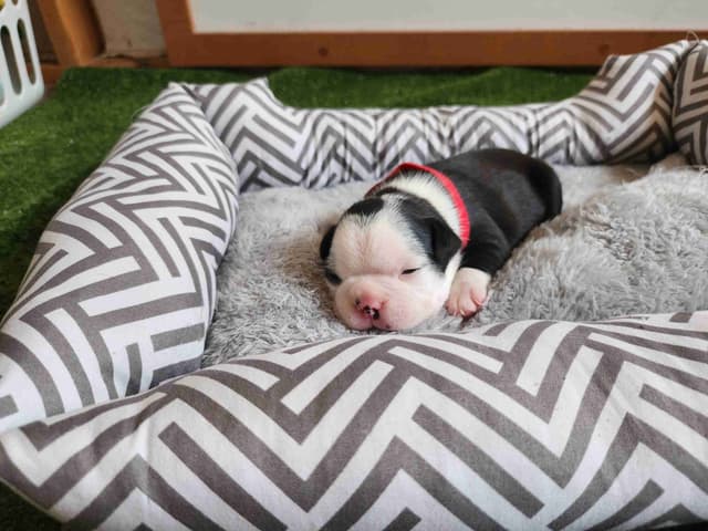 Boston Terrier Puppies media 10