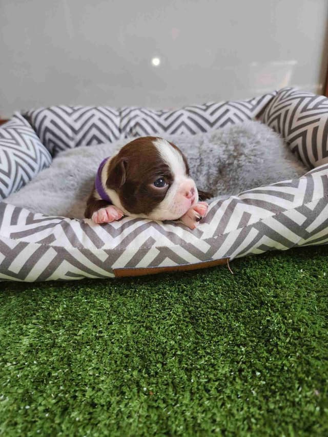 Boston Terrier Puppies media 9