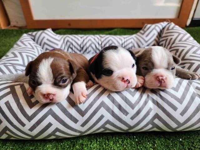 Boston Terrier Puppies media 11