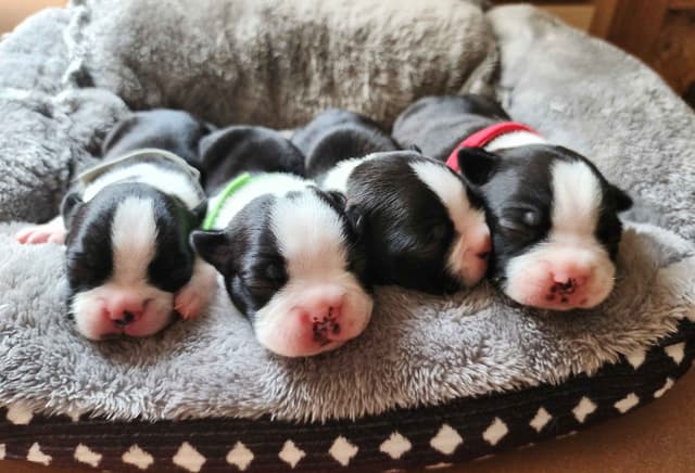 Boston Terrier Puppies media 5