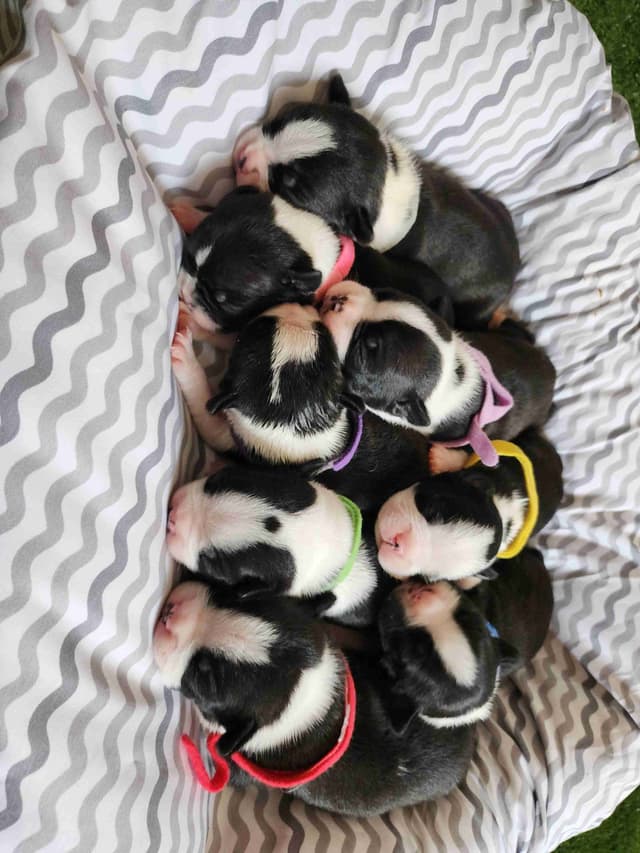 Boston Terrier Puppies media 7