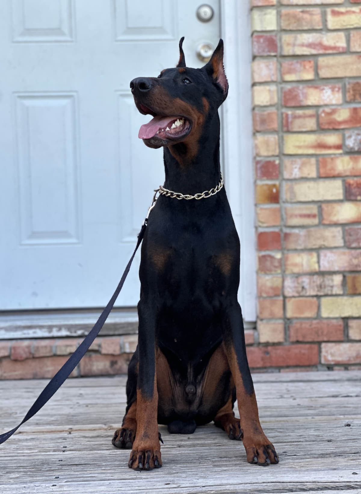 100% European Doberman Puppies breeder image 5