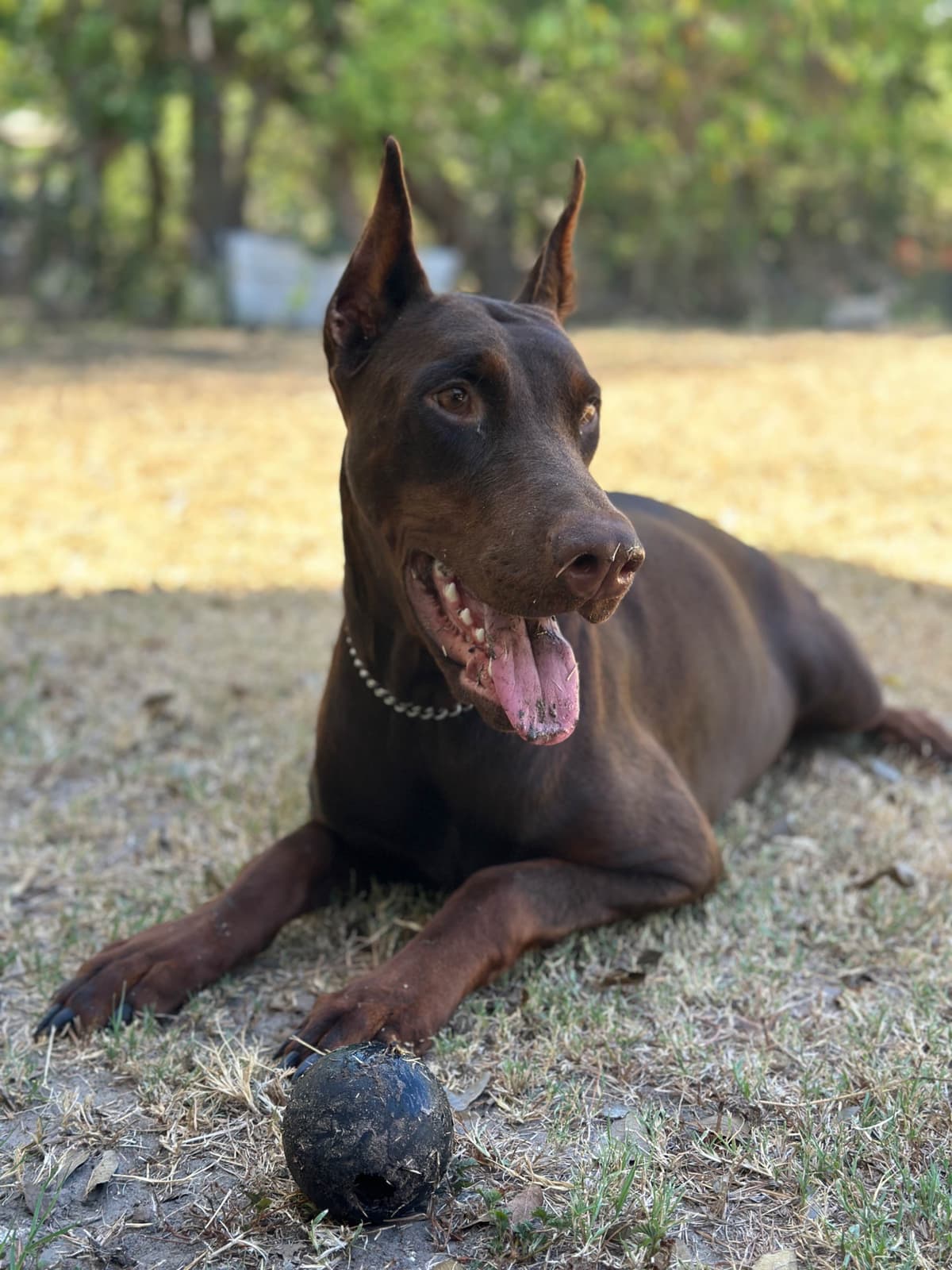 100% European Doberman Puppies breeder image 7