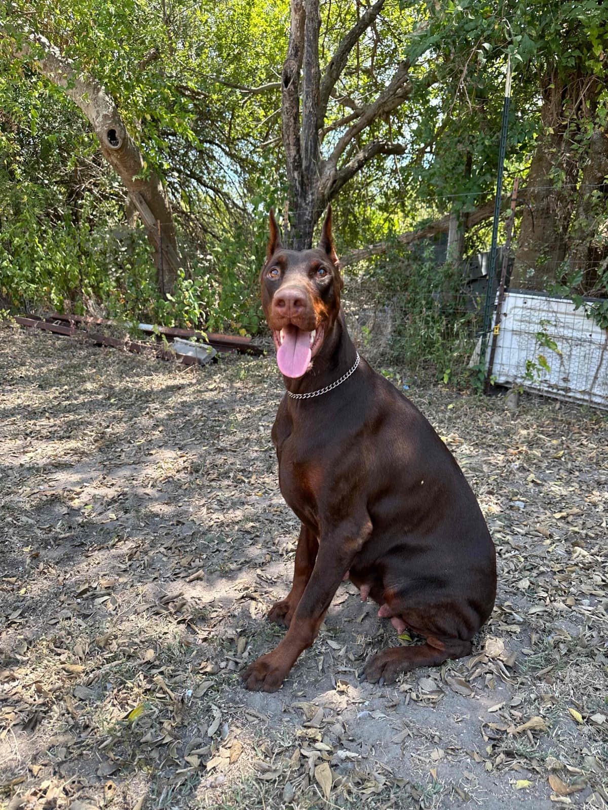 100% European Doberman Puppies breeder image 9