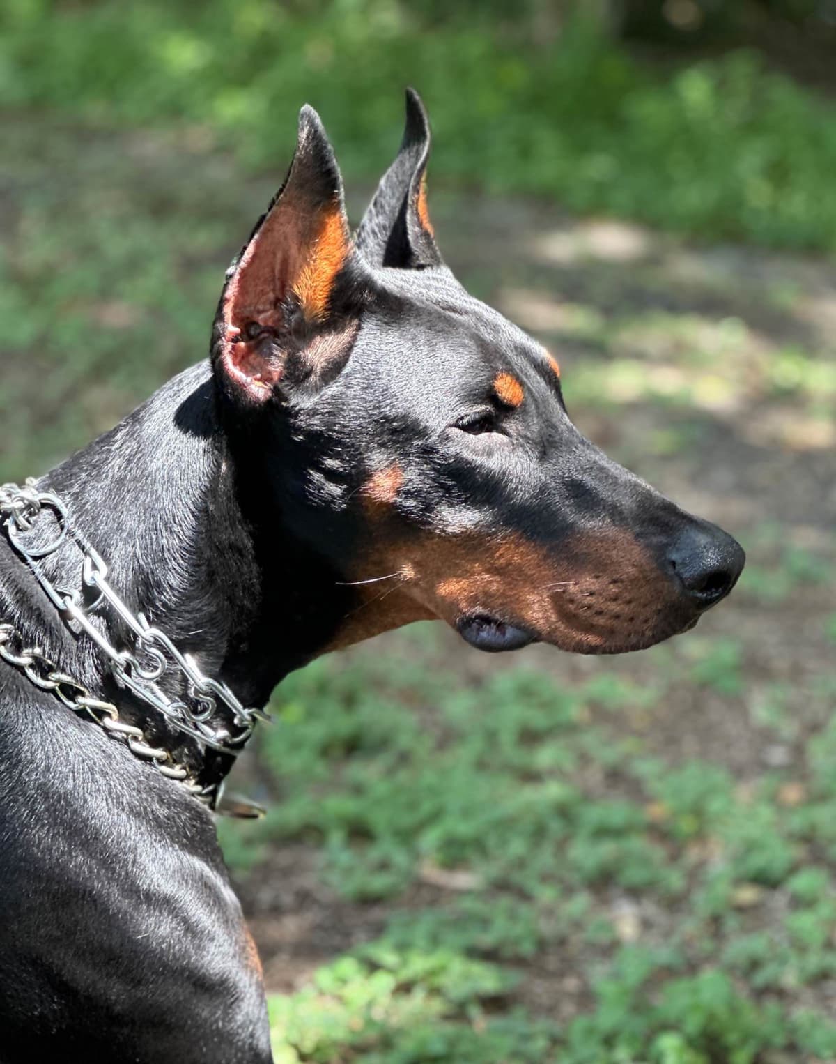 100% European Doberman Puppies breeder image 6
