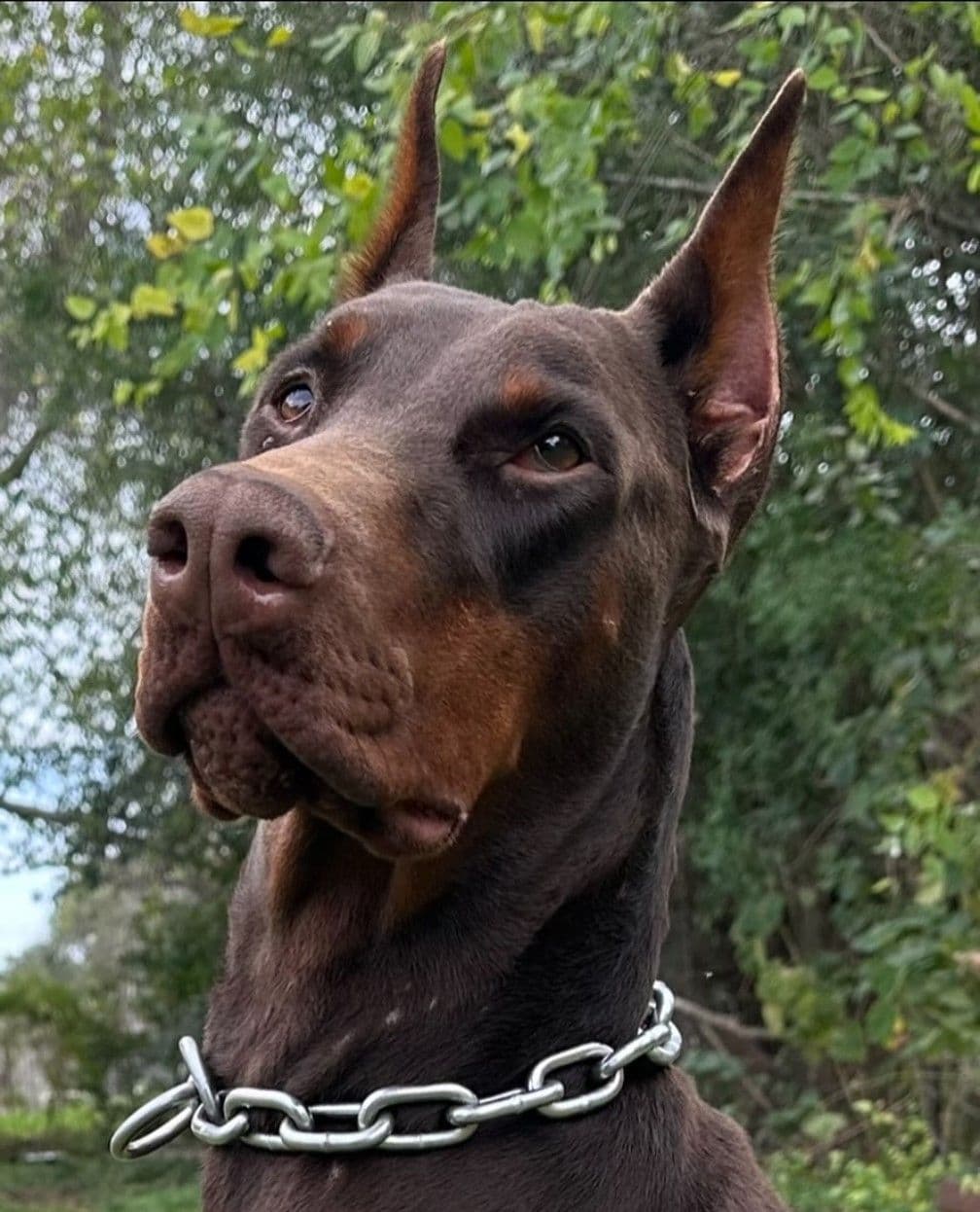 100% European Doberman Puppies breeder image 10