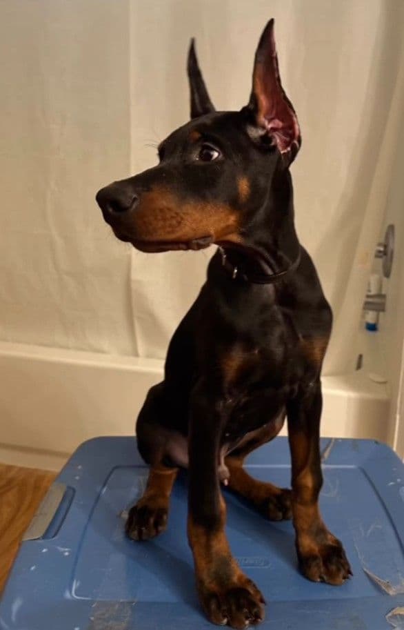 100% European Doberman Puppies breeder image 11