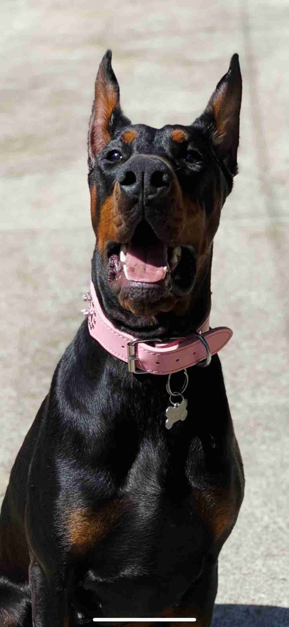 100% European Doberman Puppies breeder image 12