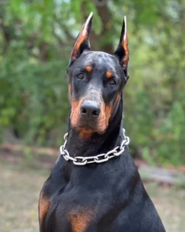 100% European Doberman Puppies breeder image 14