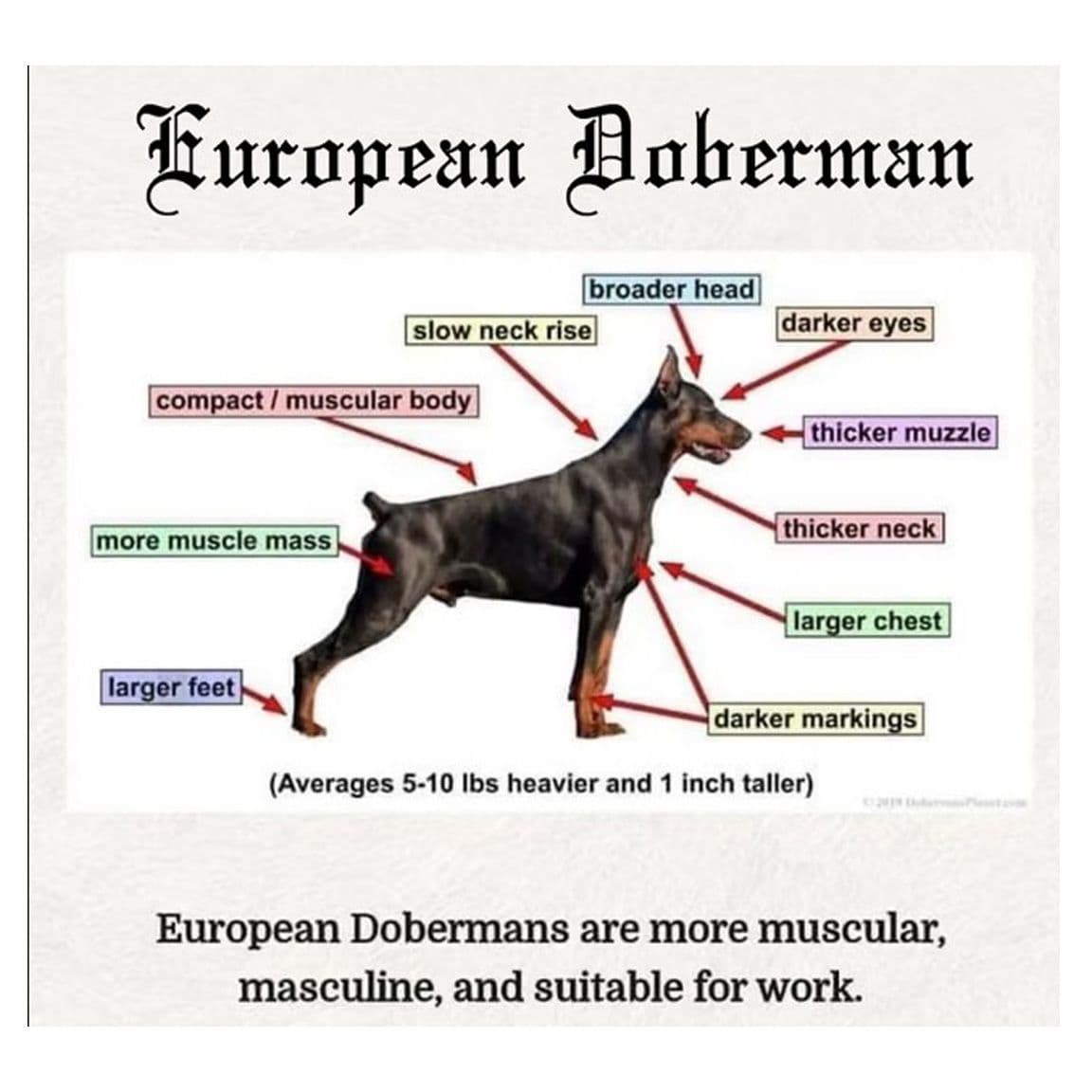 100% European Doberman Puppies breeder image 2