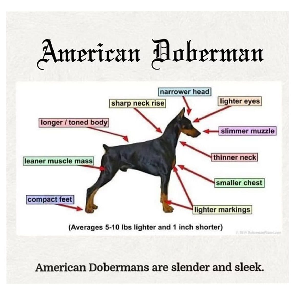 100% European Doberman Puppies breeder image 3