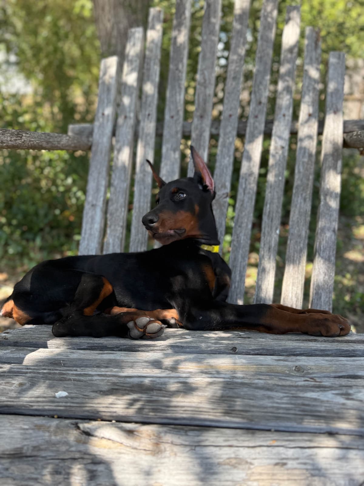 100% European Doberman Puppies breeder image 15