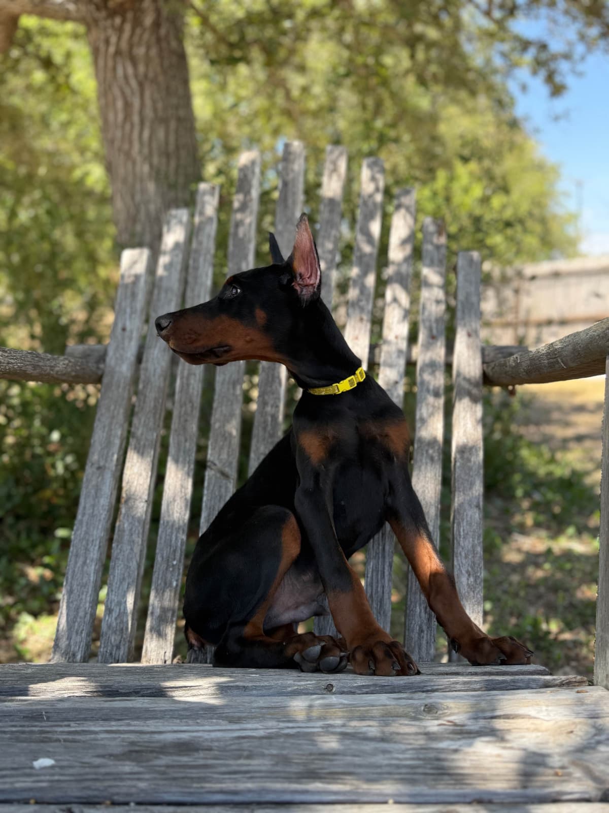 100% European Doberman Puppies breeder image 16