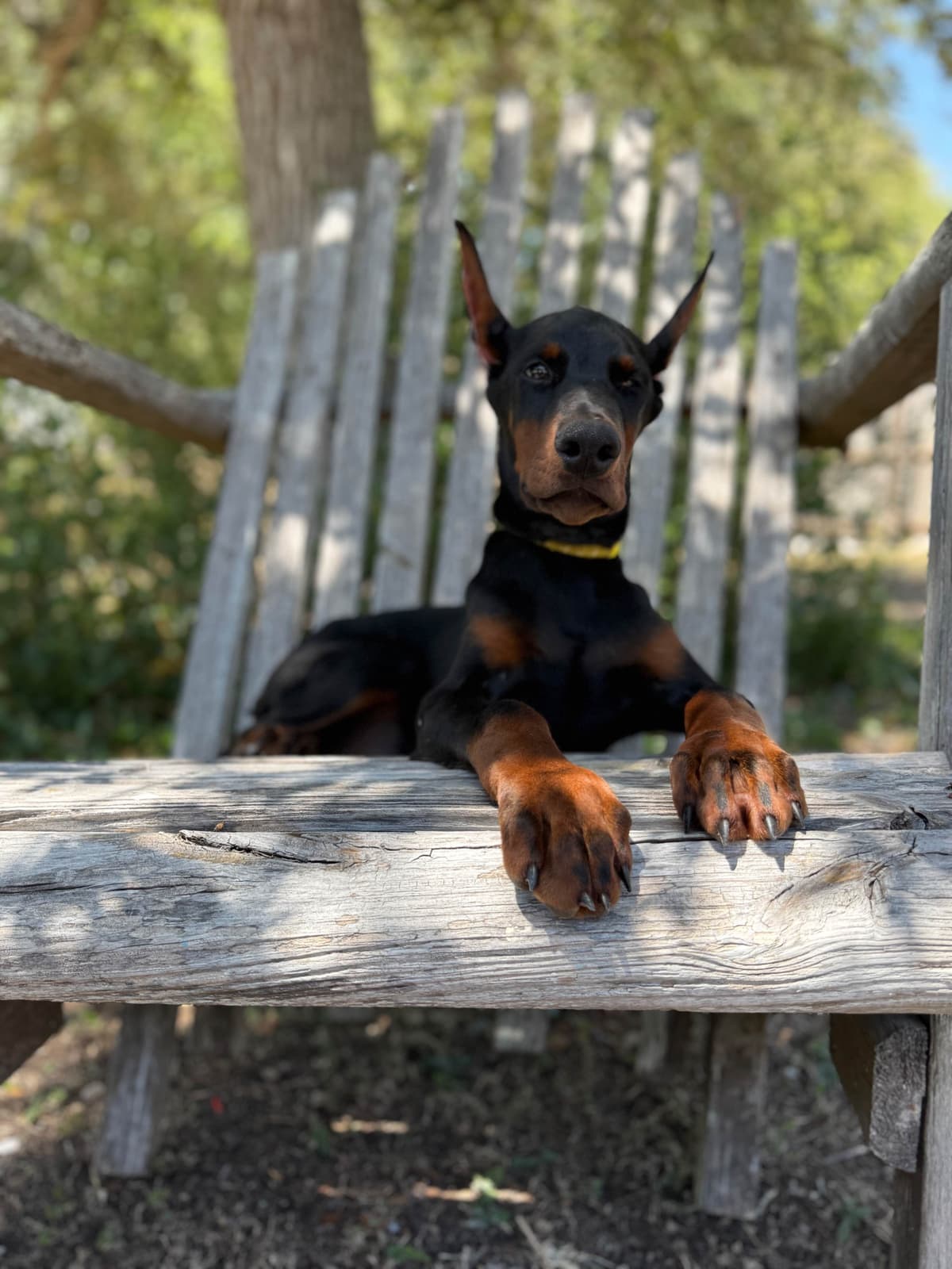 100% European Doberman Puppies breeder image 17
