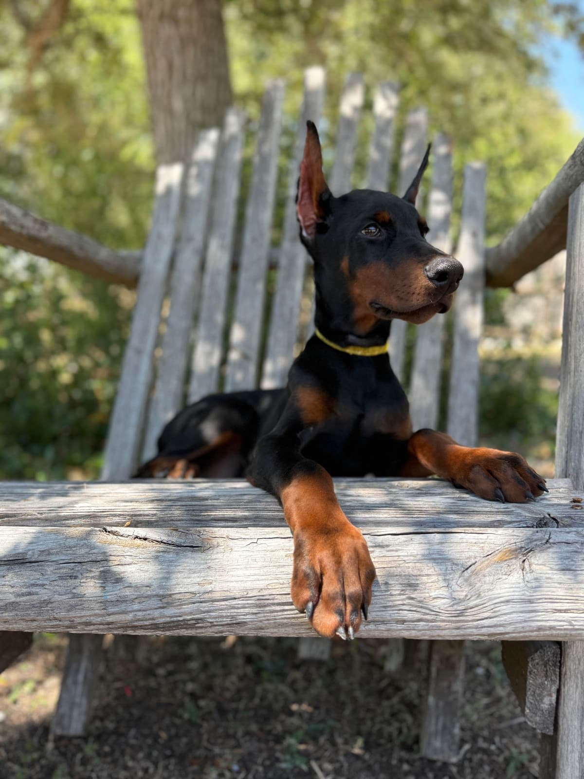 100% European Doberman Puppies breeder image 18
