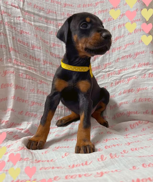 100% European Doberman Puppies media 2