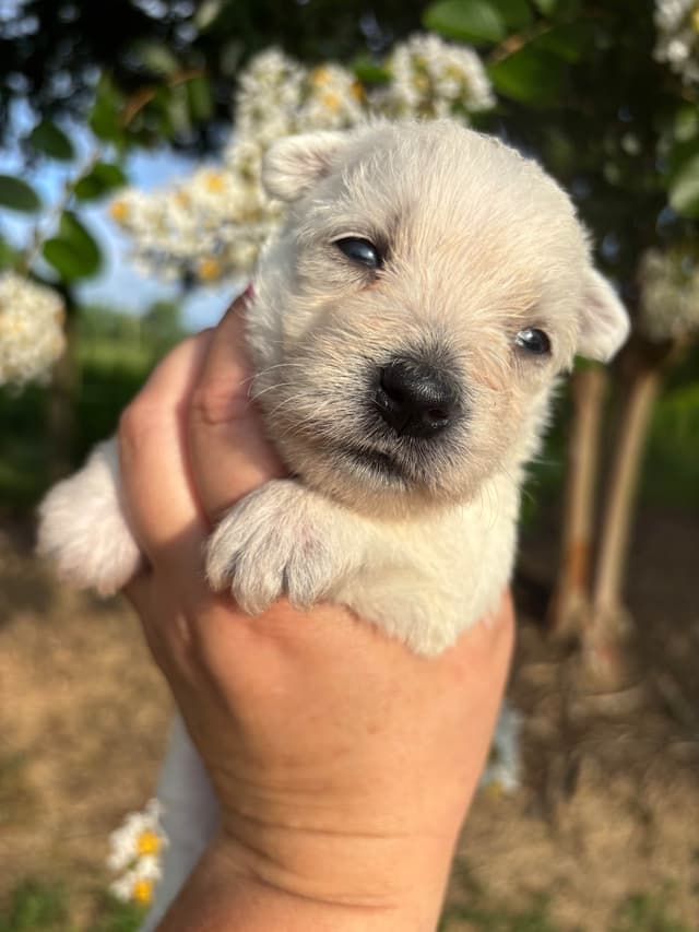 West Highland White Terrier Puppies media 5