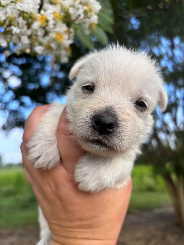 West Highland White Terrier Puppies media 4