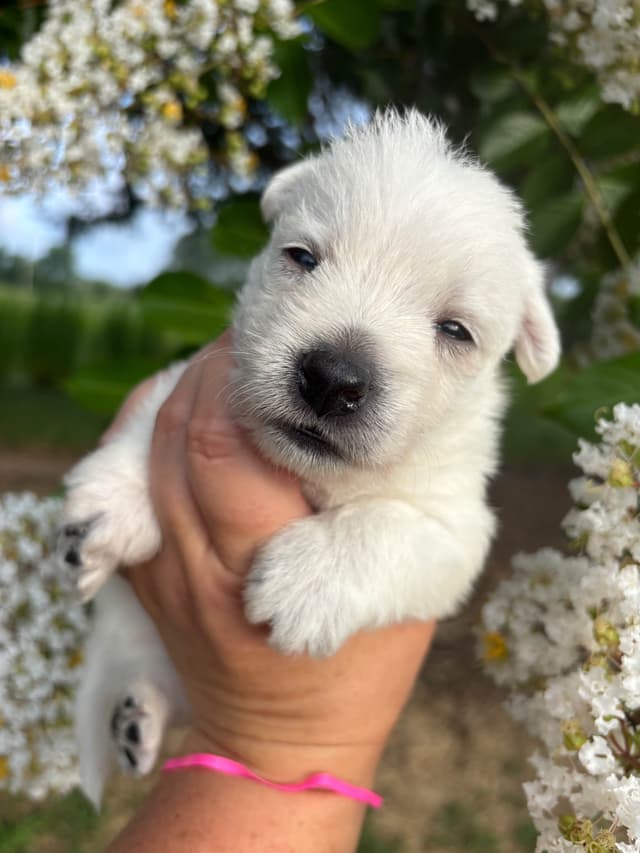 West Highland White Terrier Puppies media 6