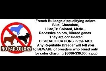 French Bulldog Puppies breeder image 1