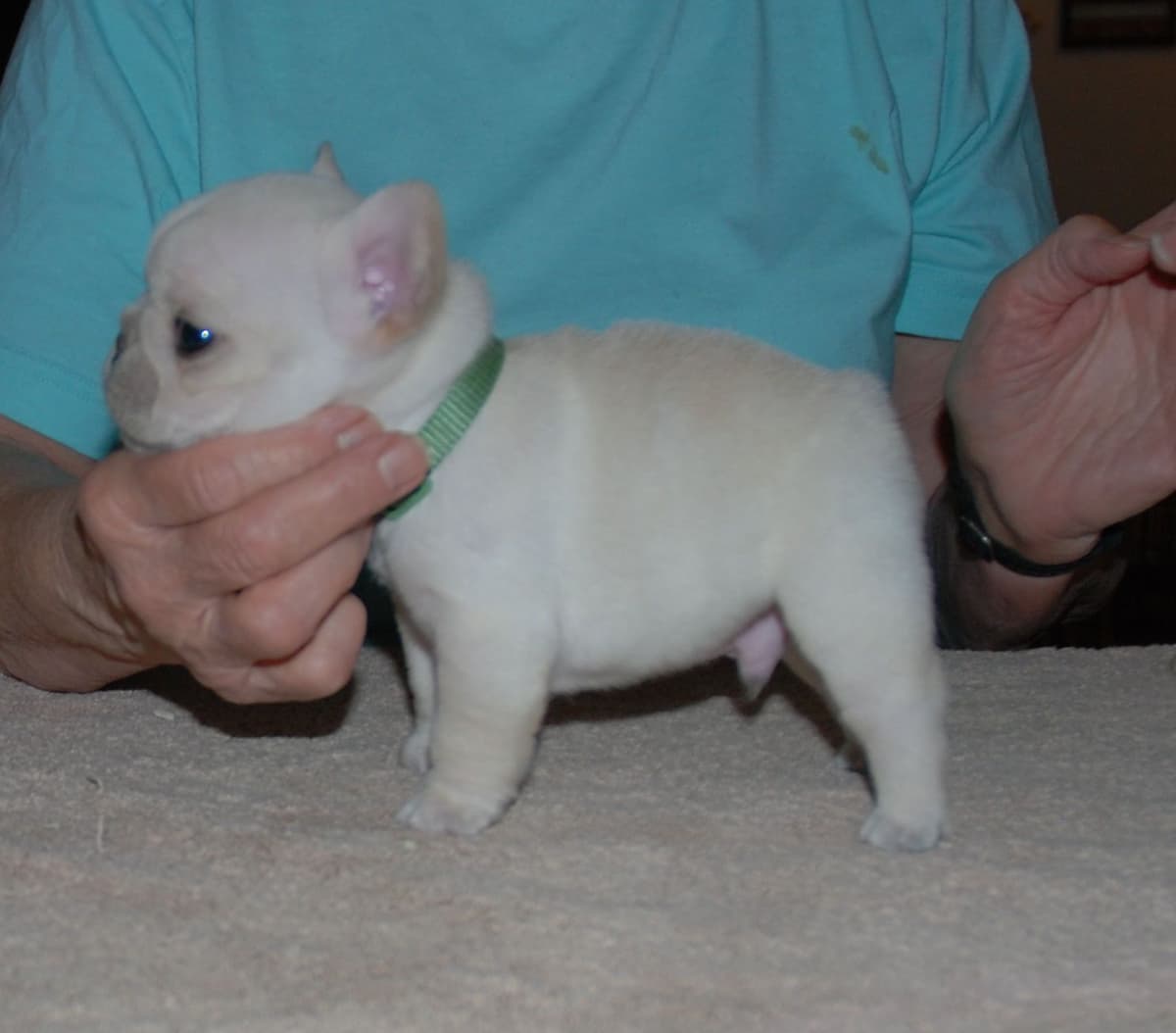 French Bulldog Puppies breeder image 4