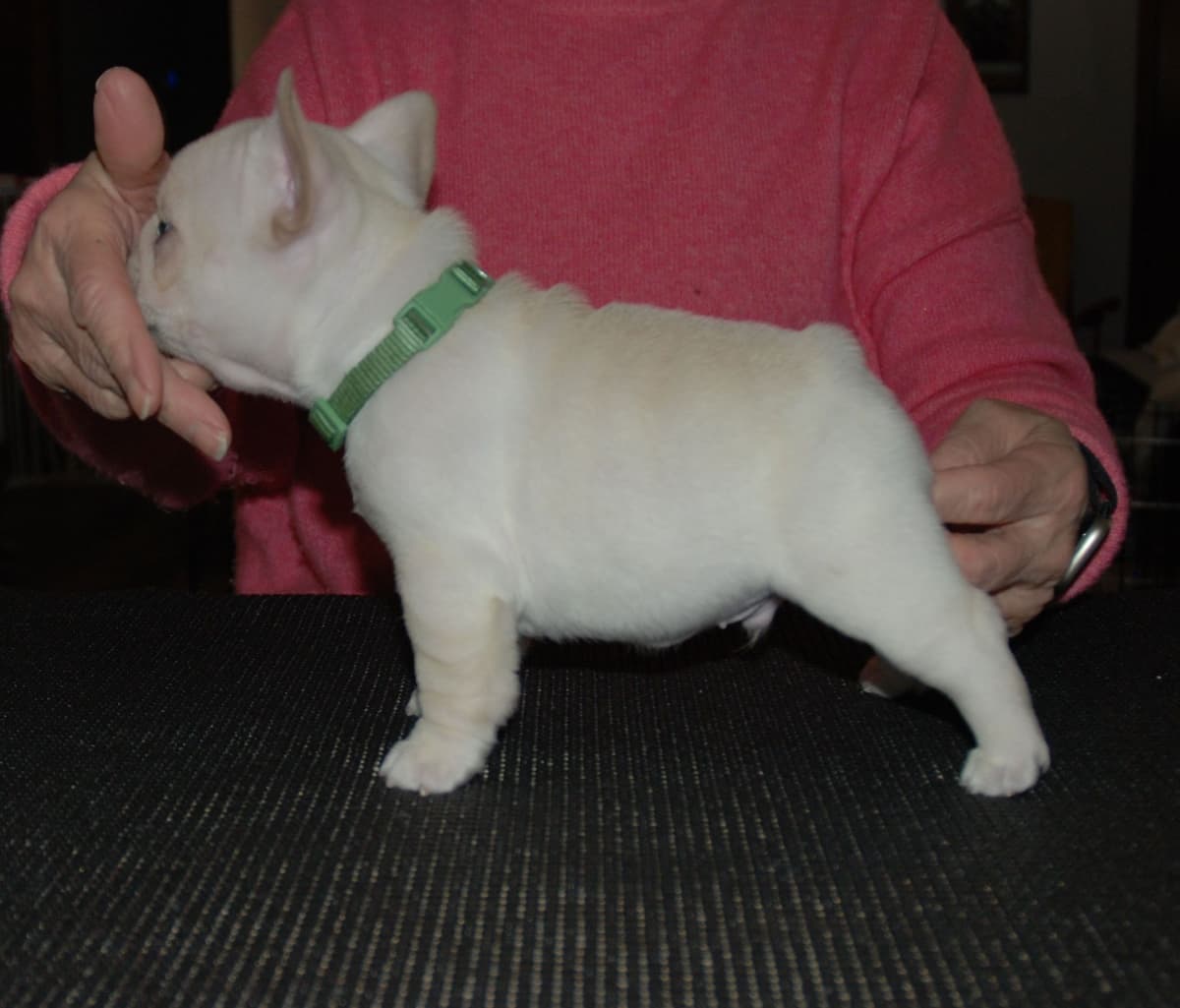 French Bulldog Puppies breeder image 5