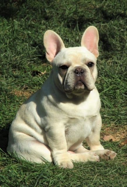 French Bulldog Puppies media 2