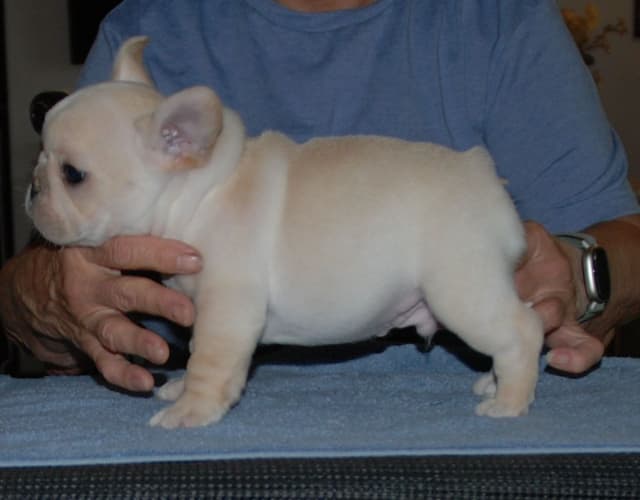 French Bulldog Puppies media 5